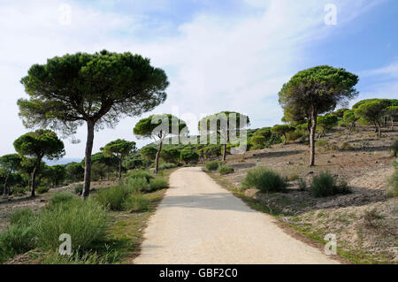 Pinienwald, La Brena y Marismas del Barbate, Naturpark, Barbate, Provinz Cadiz, Costa De La Luz, Andalusien, Spanien, Europa Stockfoto