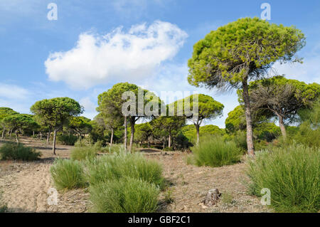 Pinienwald, La Brena y Marismas del Barbate, Naturpark, Barbate, Provinz Cadiz, Costa De La Luz, Andalusien, Spanien, Europa Stockfoto