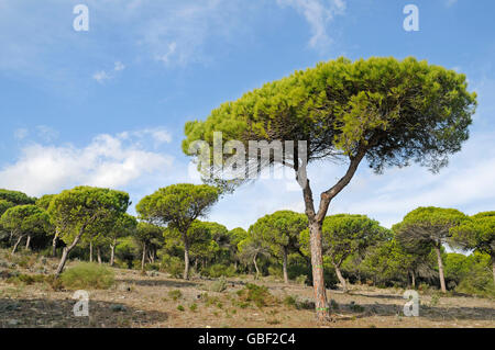 Pinienwald, La Brena y Marismas del Barbate, Naturpark, Barbate, Provinz Cadiz, Costa De La Luz, Andalusien, Spanien, Europa Stockfoto