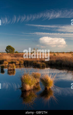 Teich, Rehdener Geestmoor, Niedersachsen, Deutschland Stockfoto