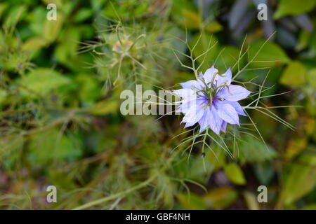 Blume Blau Nigella mit engen DOF Stockfoto