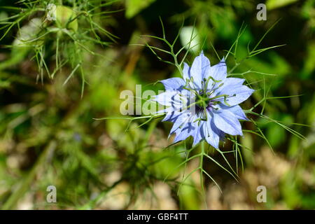 Blume Blau Nigella mit engen DOF Stockfoto