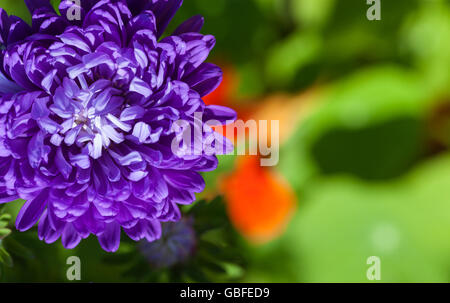 Abstrakte schönen sanften Frühling Blumen Hintergrund. Nahaufnahme mit Weichzeichner. Süße Farbe Stockfoto