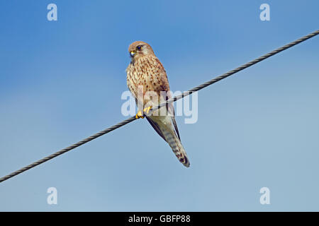 Turmfalken Falco Tinnunculus gerade für weibliche Opfer von Powerline auf Landstraße Stockfoto