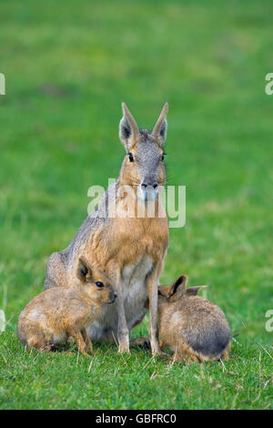 Patagonische Hase oder Patagonian Mara Dolichotis patagonischen weibliche Säuglinge junge Stockfoto