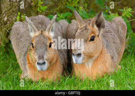 Patagonische Hase oder Patagonian Mara Dolichotis patagonischen männlich und weiblich zusammen Stockfoto