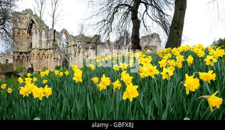 Die Narzissen des Frühlings wachsen vor den Ruinen der St Mary's Abbey in den Museum Gardens, York. Stockfoto