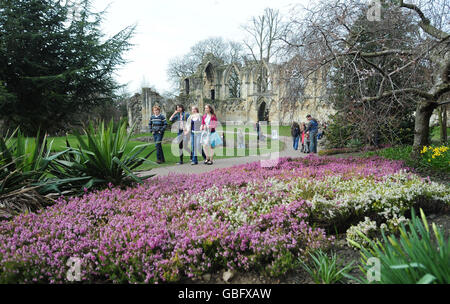 Besucher kommen an den Frühlingsblumen vorbei, die in der Nähe der Ruinen der St Mary's Abbey in den Museum Gardens, York, ausgestellt sind. Stockfoto