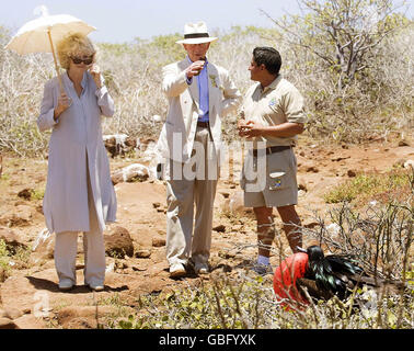 Der Prinz von Wales und die Herzogin von Cornwall beobachten auf der North Seymour Island, die zu den Galapagos-Inseln im Pazifischen Ozean gehört, einen großen Fregatte-Vogel, der brütet. Stockfoto