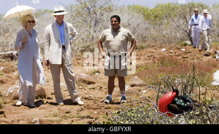 Der Prinz von Wales und die Herzogin von Cornwall beobachten auf der North Seymour Island, die zu den Galapagos-Inseln im Pazifischen Ozean gehört, einen großen Fregatte-Vogel, der brütet. Stockfoto