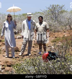 Der Prinz von Wales und die Herzogin von Cornwall beobachten auf der North Seymour Island, die zu den Galapagos-Inseln im Pazifischen Ozean gehört, einen großen Fregatte-Vogel, der brütet. Stockfoto