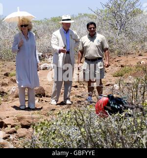 Der Prinz von Wales und die Herzogin von Cornwall beobachten auf der North Seymour Island, die zu den Galapagos-Inseln im Pazifischen Ozean gehört, einen großen Fregatte-Vogel, der brütet. Stockfoto