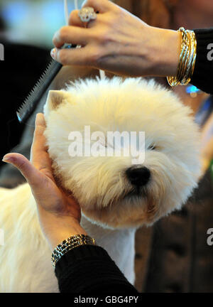 Ein West Highland White Terrier, der am ersten Tag der Crufts 2009, NEC, Birmingham, im National Exhibition Centre in Birmingham gepflegt wird. Stockfoto