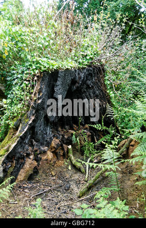 Baumstumpf verbrannt durch einen Brand in einer ländlichen Umgebung Stockfoto