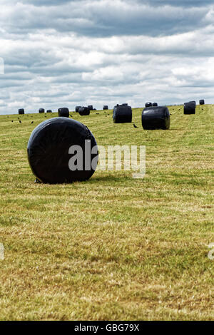 schwarzen Silage Taschen in einem Feld in der Nähe von Stonehenge Stockfoto