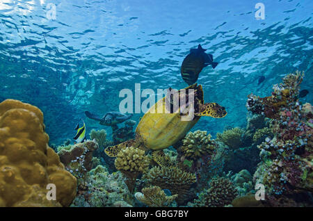 Zwei Hawksbill Turtle, Eretmochelys Imbricata, Nahrungssuche auf Korallenriff auf den Malediven, Indischer Ozean Stockfoto