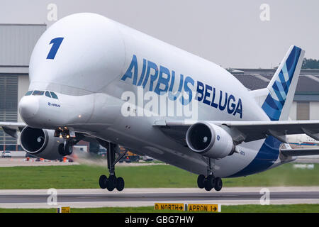 Airbus A300-600ST Super Transporter "BELUGA" taking off im Airbus-Werk Hamburg-Finkenwerder. Stockfoto