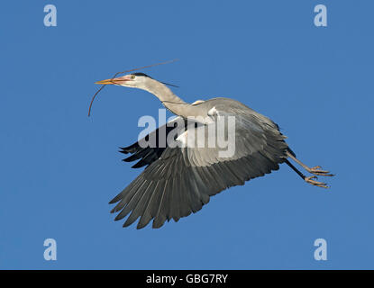 Graureiher (Ardea Cinerea) fliegen mit Zweig im Schnabel, Seitenansicht, Blackpool, UK Stockfoto
