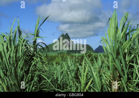 Zuckerrohr-Plantage auf der Insel Mauritius im Indischen Ozean Stockfoto