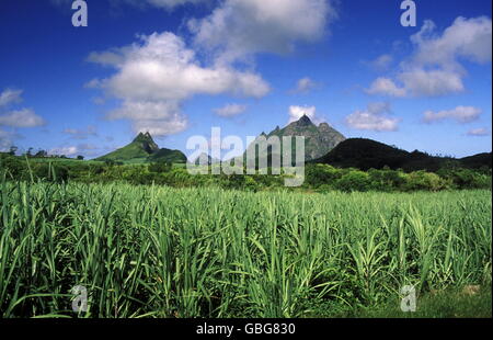 Zuckerrohr-Plantage auf der Insel Mauritius im Indischen Ozean Stockfoto