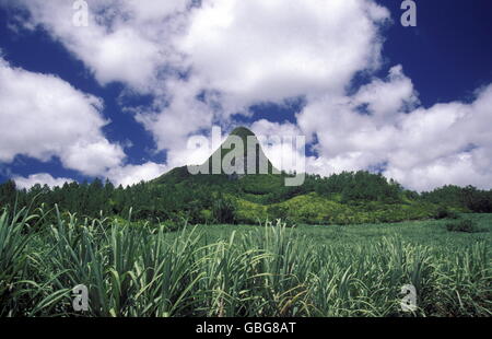 Zuckerrohr-Plantage auf der Insel Mauritius im Indischen Ozean Stockfoto