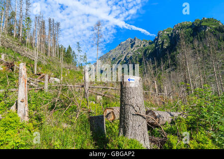 Wandern Wanderweg Schild am Baum im Sommerlandschaft der hohen Tatra, Slowakei Stockfoto