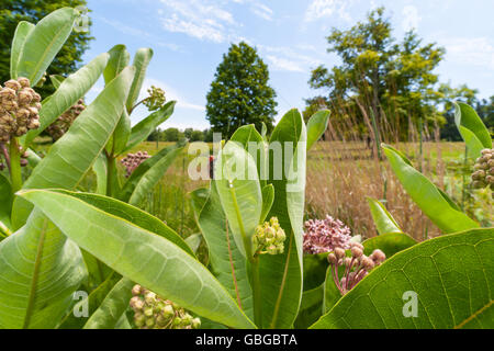 Eine rote Wolfsmilch Käfer (Tetraopes Tetrophthalmus) klammert sich an ein Blatt seine Wirtspflanze, gemeinsamen Seidenpflanze (Asclepias Syriaca) Stockfoto