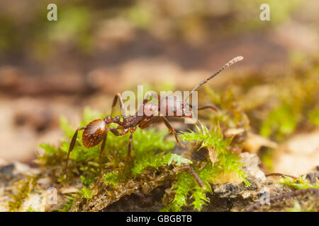 Wirbelsäule-taillierte Ant (Aphaenogaster Fulva) Arbeitnehmer beschäftigt sich mit die Oberfläche eines gefallenen Toten Baumes. Stockfoto
