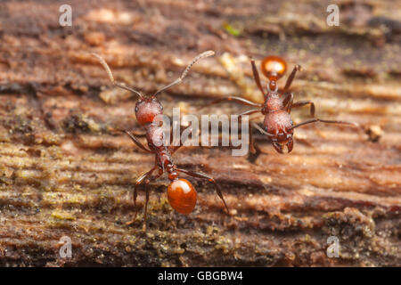 Zwei Arbeiter der Wirbelsäule-taillierte Ant (Aphaenogaster Tennesseensis) interagieren auf Futtersuche Reise auf einem gefallenen toten Baumstamm. Stockfoto