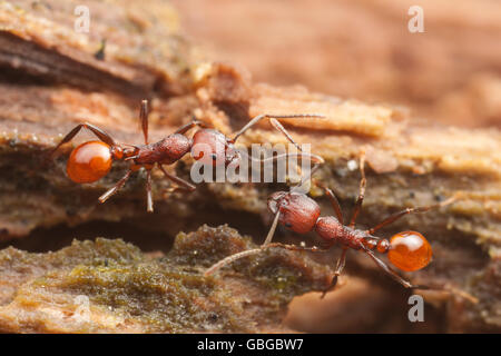 Zwei Arbeiter der Wirbelsäule-taillierte Ant (Aphaenogaster Tennesseensis) interagieren auf Futtersuche Reise auf einem gefallenen toten Baumstamm. Stockfoto