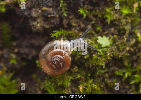 Eine schnelle Gloss (Zonitoides Arboreus) Schnecke bewegt sich langsam auf der Seite ein Baum Moos bedeckt. Stockfoto