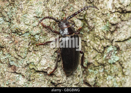 Eine weibliche breit-necked Wurzel Borer (Prionus Laticollis) klammert sich an der Seite eines Baumes. Stockfoto