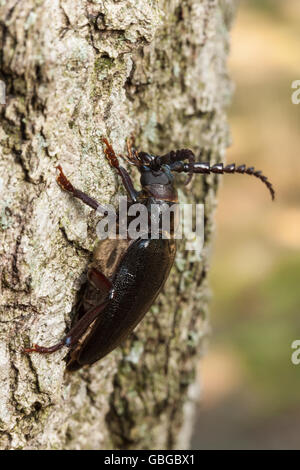 Eine weibliche breit-necked Wurzel Borer (Prionus Laticollis) klammert sich an der Seite eines Baumes. Stockfoto