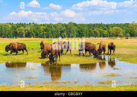 Herde von Bison Trinkwasser und Beweidung auf Grünland, Polen Stockfoto