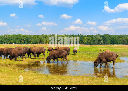 Herde von Bison Trinkwasser und Beweidung auf Grünland, Polen Stockfoto