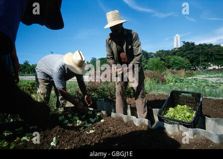 Havanna, Kuba. Plaza Organoponico, einer der vielen kleinen landwirtschaftlichen Genossenschaften in Havanna. Stockfoto