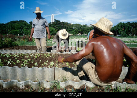 Havanna, Kuba. Plaza Organoponico, einer der vielen kleinen landwirtschaftlichen Genossenschaften in Havanna. Stockfoto