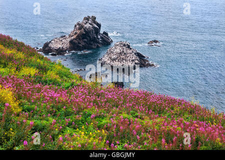 Sommer-Weidenröschen blüht auf Yaquina Head wie Offshore-Kormorane auf Stegosaurus Felsen zentrale Küste Oregons nisten. Stockfoto