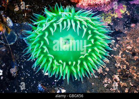 Abzüglich Ebbe offenbart diese bunte Seeanemonen in der Gezeiten-Pools an Oregons Yaquina Head herausragende Naturgebiet. Stockfoto