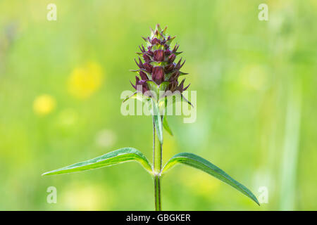 Selfheal (Prunella Vulgaris). Ein Blütenstand dieser lila Blume in der