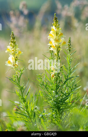 Gemeinsamen Leinkraut (Linaria Vulgaris) Blume Spitzen. Eine attraktive zitronengelbe Blüte in der Familie der Wegerichgewächse Stockfoto