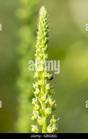 Schweißen Sie (Reseda Luteola) Blütenstand. Detail des Blütenstandes des Werks in Familie Resedaceae, mit Käfer bestäuben Stockfoto