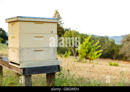 Honig Biene Bienenstock auf einer Farm California Stockfoto