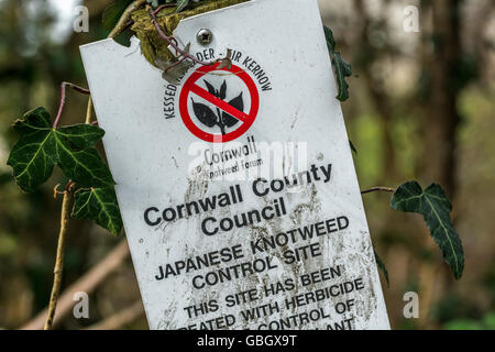 Invasive Arten Konzept. Warnschild für japanische Knotweed [Fallopia japonica] Kontrollstelle in Cornwall. Stockfoto