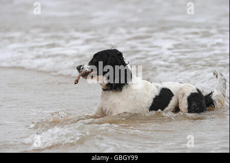 Hund sitzt im Wasser am Strand mit Stock im Mund Stockfoto