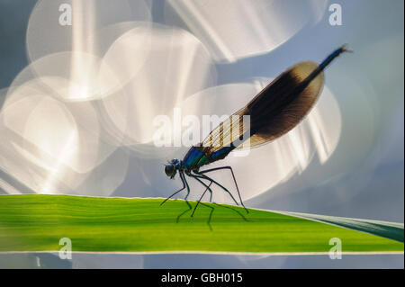 Banded Demoiselle, Niedersachsen, Deutschland / (Calopteryx Splendens) Stockfoto