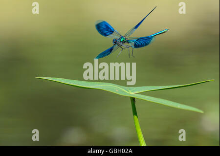 Banded Demoiselle, Niedersachsen, Deutschland / (Calopteryx Splendens) Stockfoto