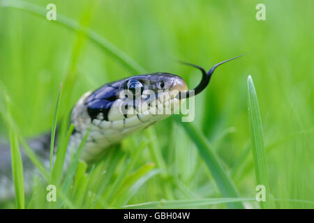 Ringelnatter, Niedersachsen, Deutschland / (Natrix Natrix) Stockfoto