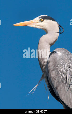 Graureiher, Niedersachsen, Deutschland / (Ardea Cinerea) Stockfoto