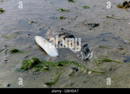 Tintenfische neben Tintenfisch Knochen Stockfoto